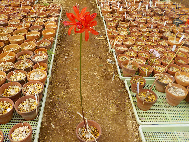 ネリネの球根販売 ネリネ サンダーソニア クルクマ ネリネの産地直送 通販 八丈島の花卉農家 多花園